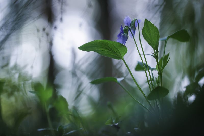 Вечерние краски.photo preview