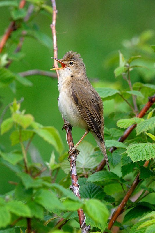 Весна, Камышовка, Москва, Пение, Тушино Серая  славка фото превью
