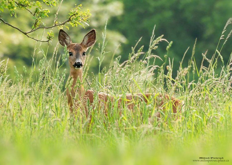 Curiousphoto preview