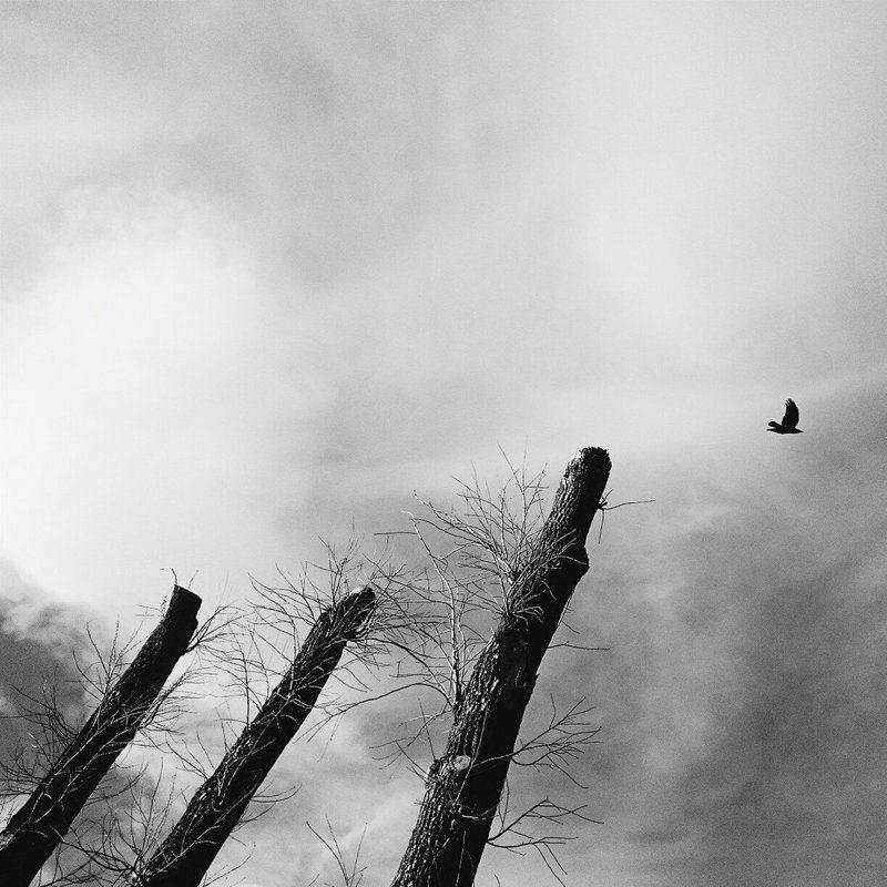 Bird, Black & white, Photo, Tree ***photo preview