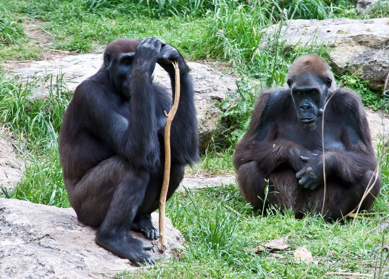 Задушевная беседаphoto preview