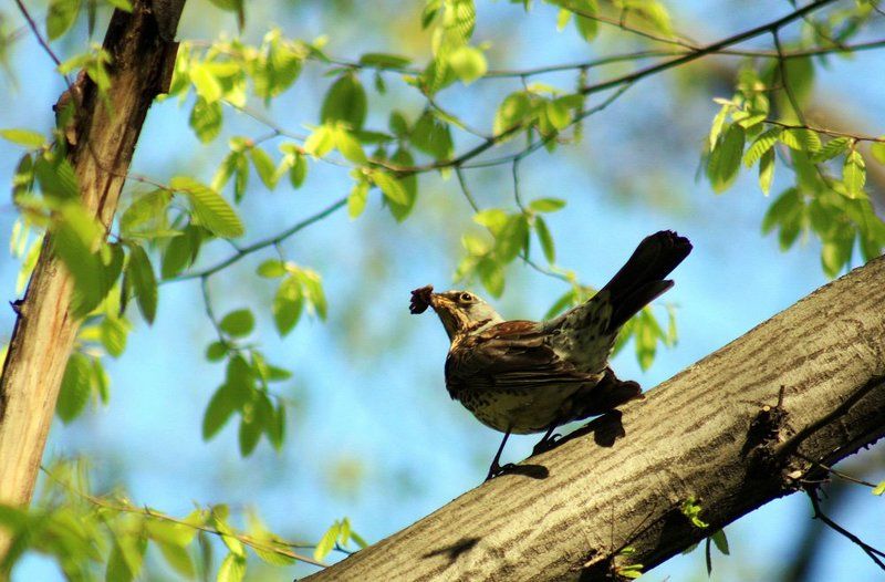 Дрозд - фото превью