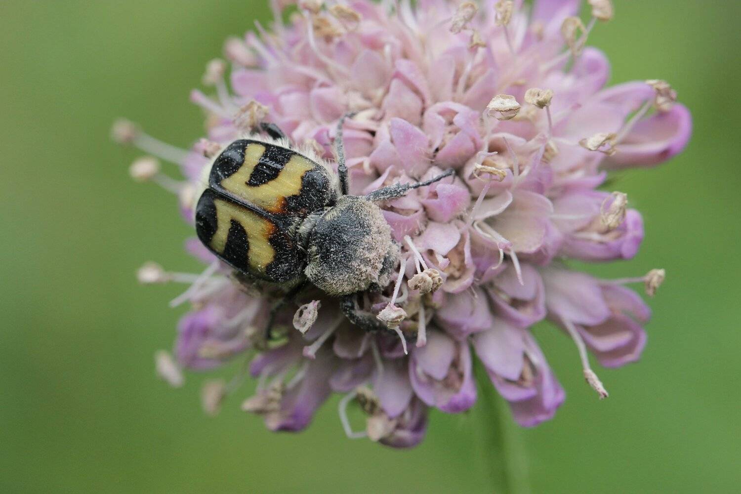 Жук, восковик, Тесленко Игорь