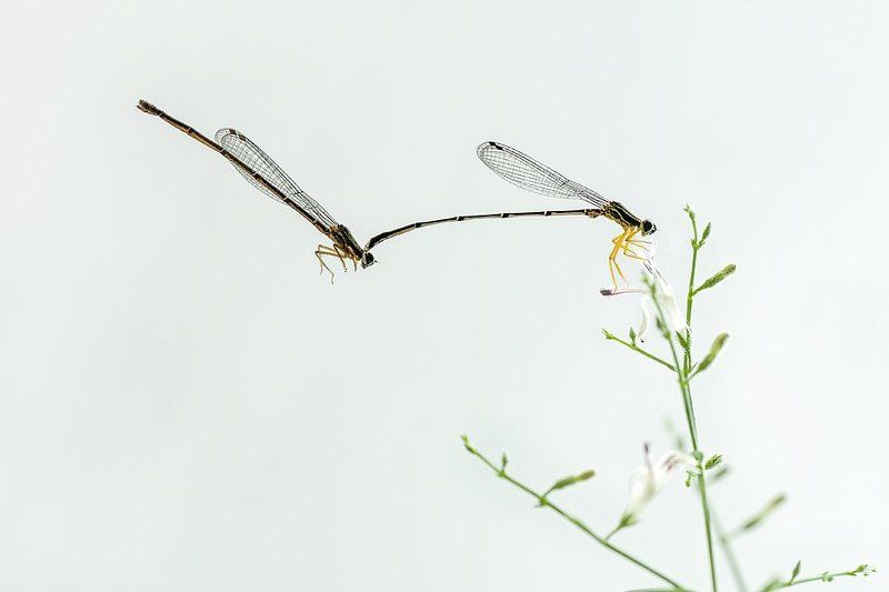 damselfly, malting minimalis 2photo preview