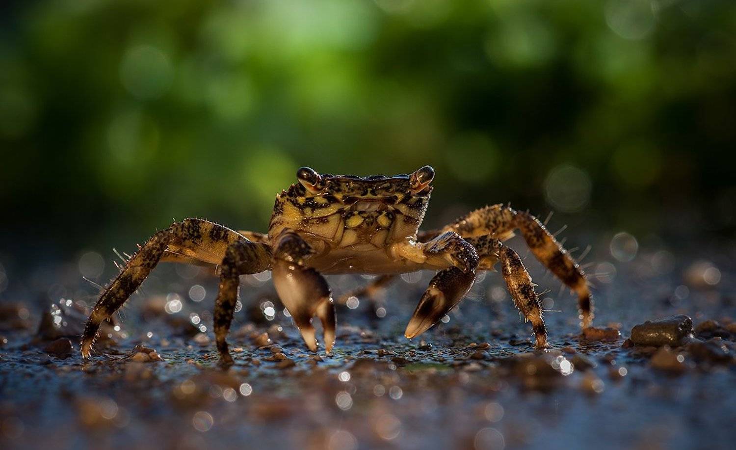 Дикий пляж.. Автор: iryna , iryna