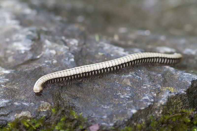 Белый кивсяк Белый кавказский кивсякphoto preview