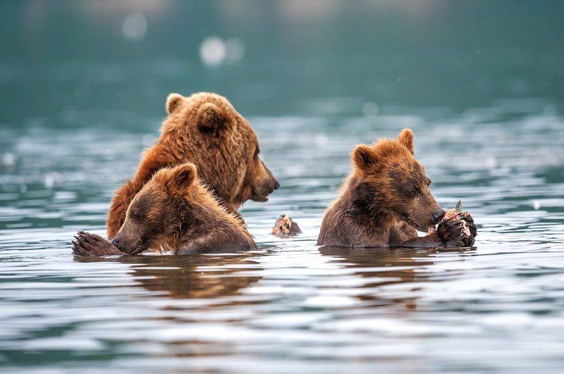 Камчатка, Курильское озеро, Медведи, Медвежата, СергейИванов, Южно-камчатский заказник Семейная трапезаphoto preview