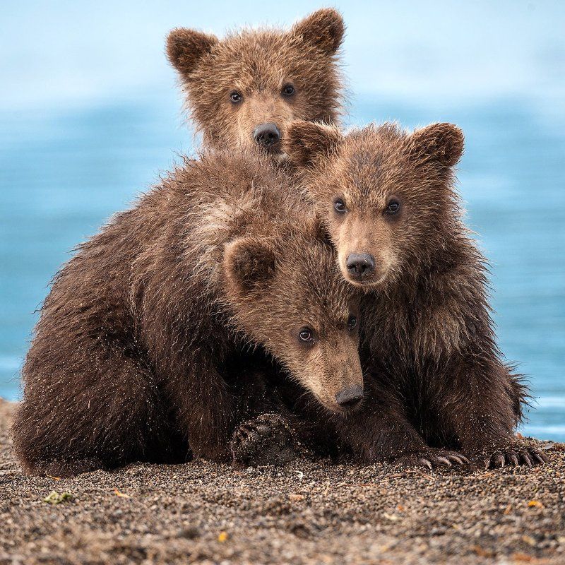 Камчатка, Медвежата, СергейИванов, Южно-камчатский заказник А ты не кусаешься ?photo preview