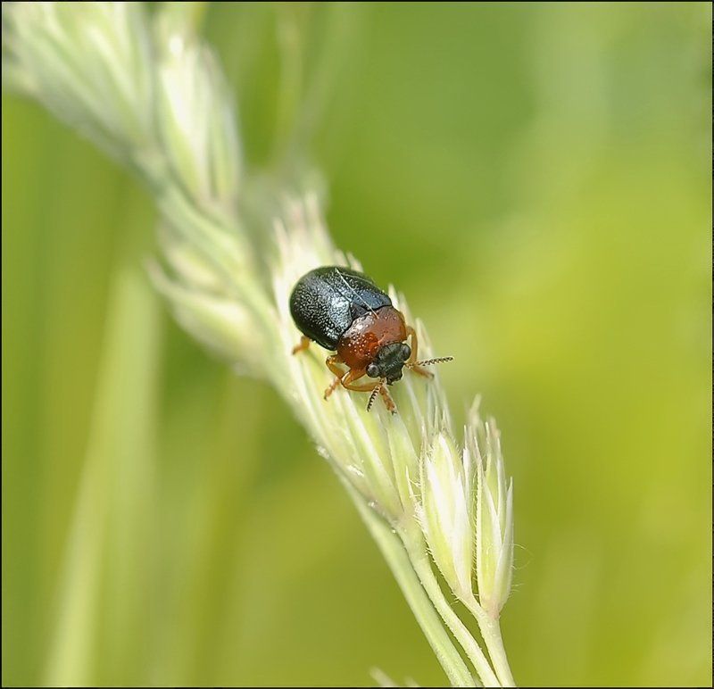 Силёныш...photo preview