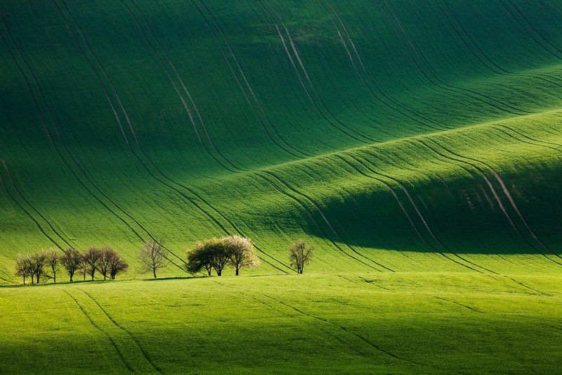 Czech republic, Fields, Green, Light, South moravia, Spring, Trees, Waves Stripe of Lightphoto preview