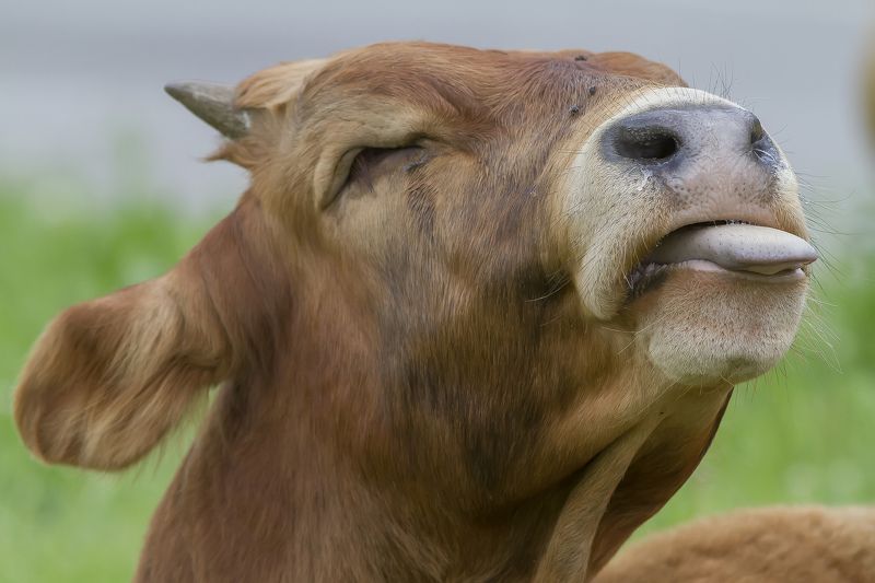 Бык Блаженство так коротко.photo preview