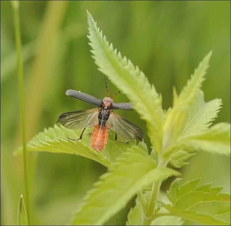 В дальний путь...photo preview