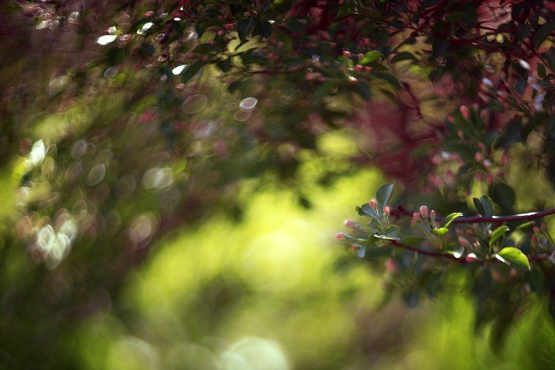 Нежностьphoto preview