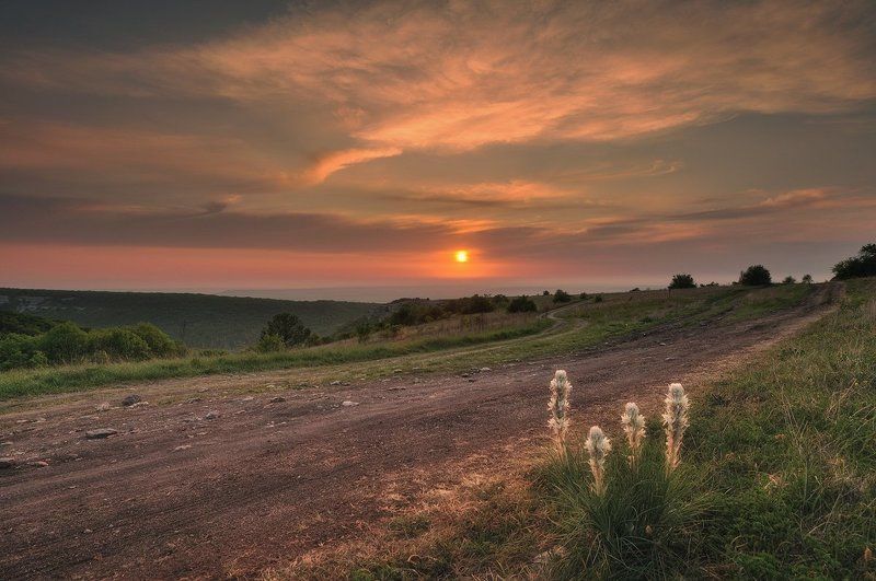 Закатные асфоделины.photo preview