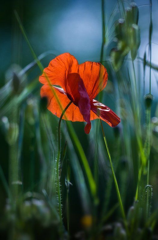 Я люблю их…photo preview