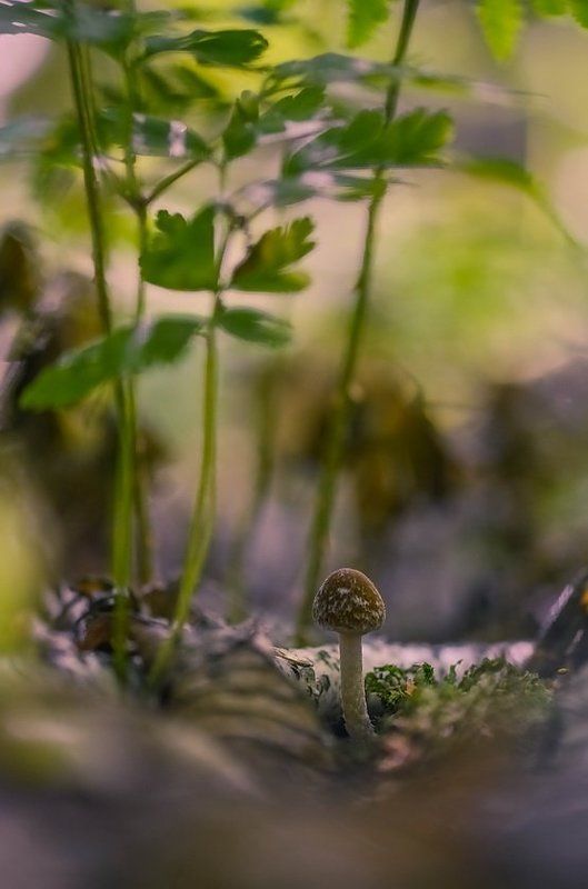 Грибы, Лес, Мухомор, Папоротник, Растение Один на чужой планетеphoto preview