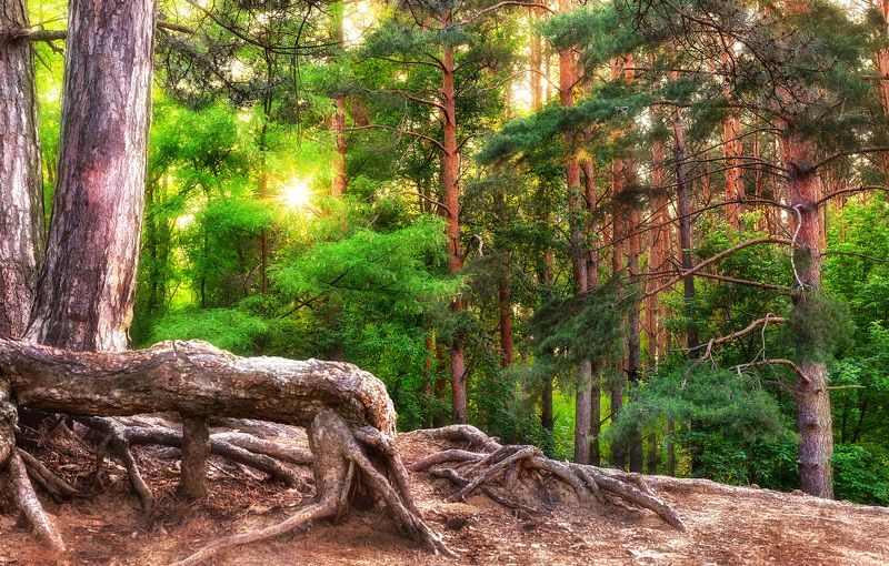 Первый день летаphoto preview