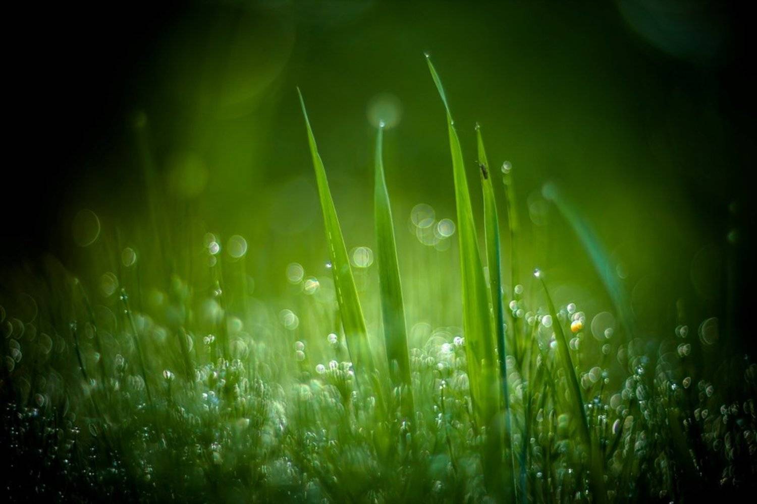 Встречая новый день.... Автор: Germanic , Germanic