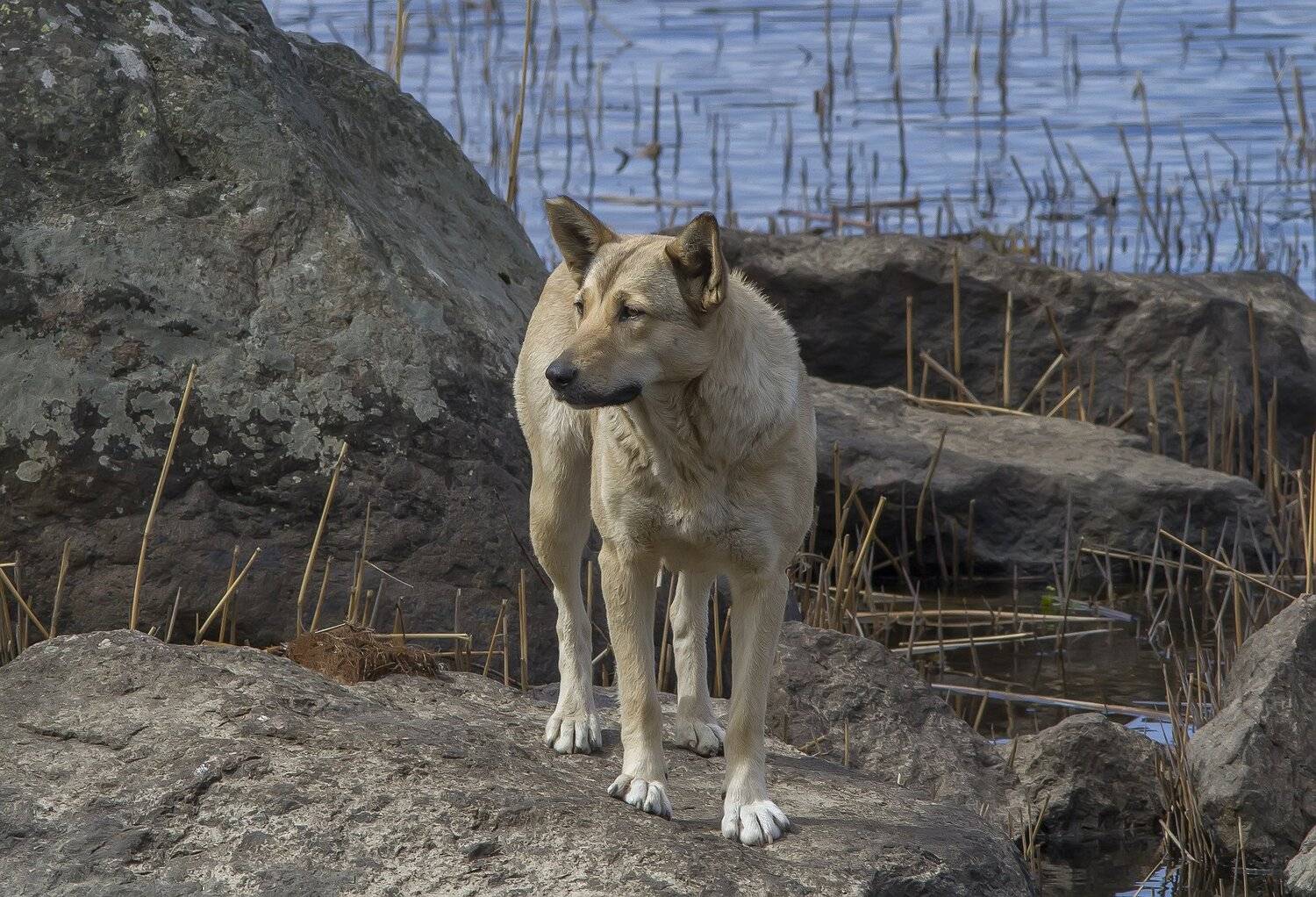 Собака, Тесленко Игорь