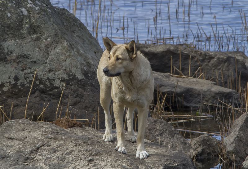 Собака Ничей.photo preview
