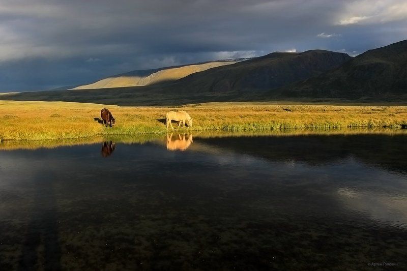 Алтай кони, Закат, Отражения, Плато укок На закатеphoto preview