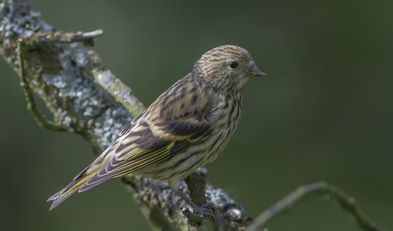 Чиж, вьюрковые, птицы Чижиха.photo preview