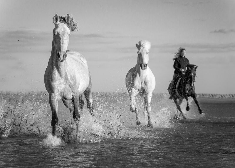 horses, France, Camargue  France, Camarguephoto preview