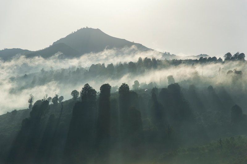 SHADOWSphoto preview