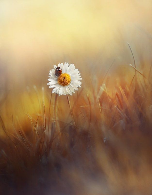 На встречу жаркому летуphoto preview