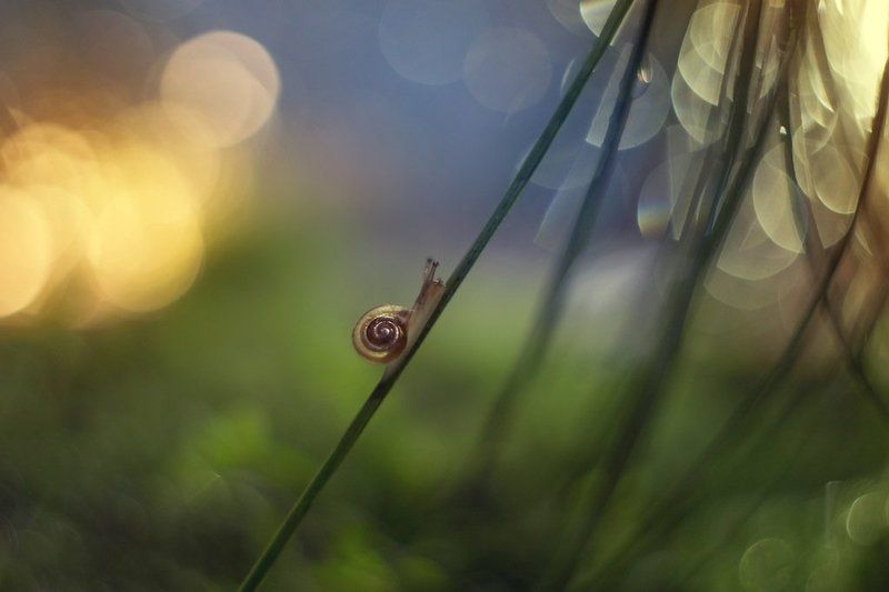 Макро, Природа, Рассвет, Улитка Ползу туда, куда хочу…;)photo preview