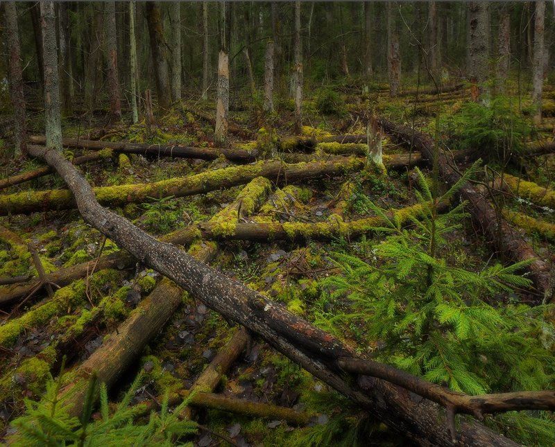 О вертикалях, диагоналях, горизонталяхphoto preview