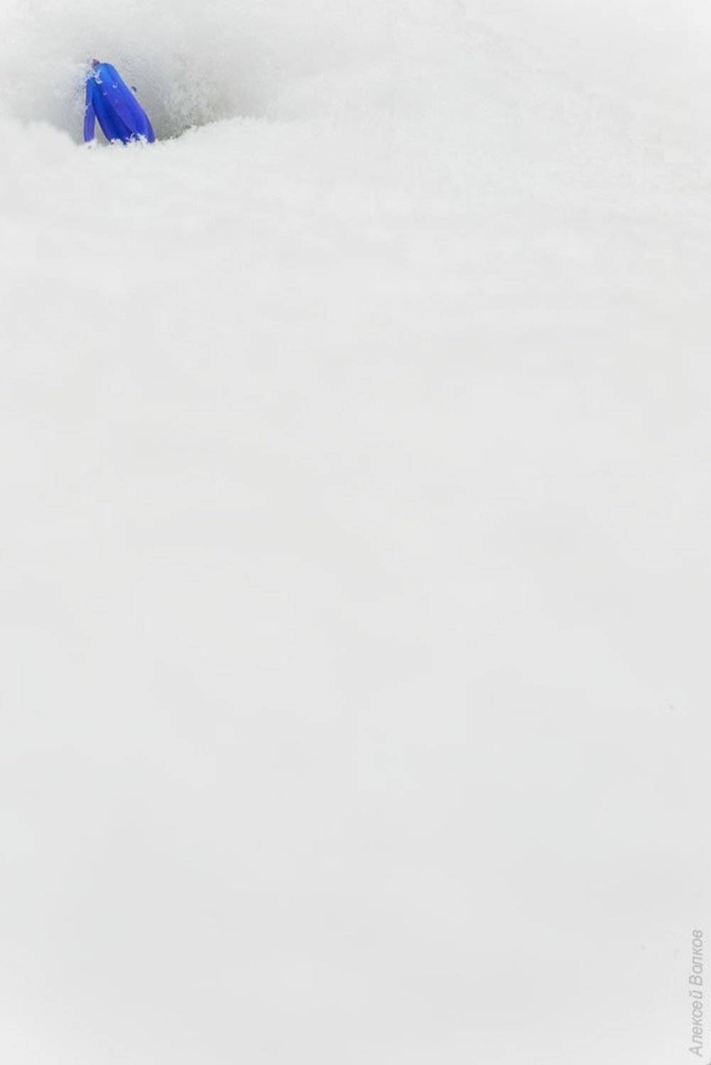 Апрельские шалости. Автор: Алексей Волков пролеска, снег, апрель, сцилла сибирская, воронеж, Алексей Волков