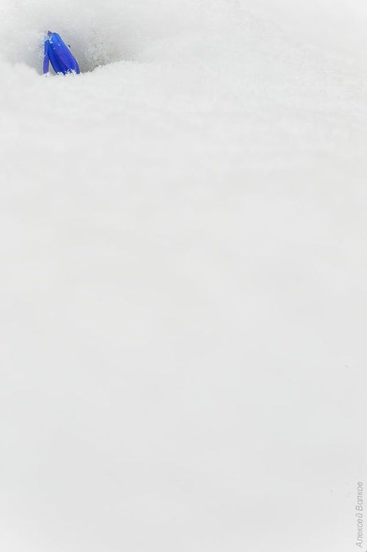 пролеска, снег, апрель, сцилла сибирская, воронеж Апрельские шалостиphoto preview