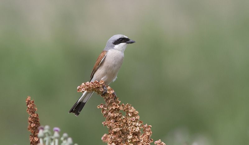 Сорокопут, жулан Сорокопут-жулан, самец.photo preview