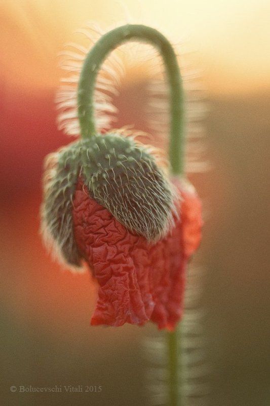 природа, маки, фотограф, Молдова Пламя маков.photo preview