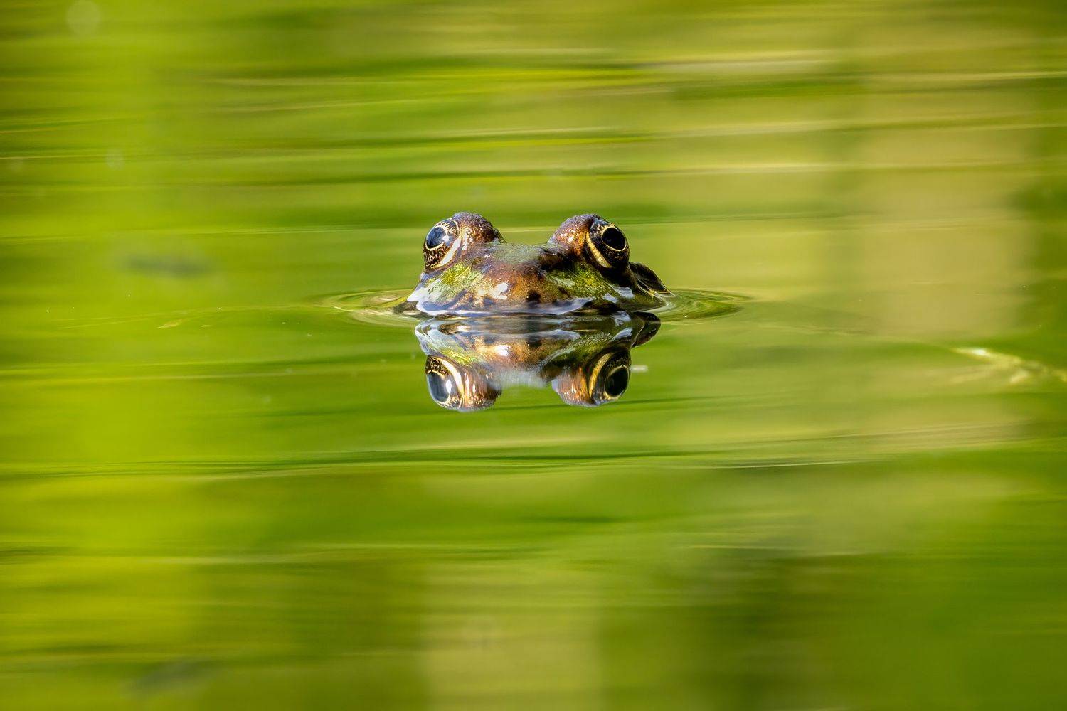 Straight in the eyes. Автор: Sibé frog; batracian; animal; floating; nature, Sibé