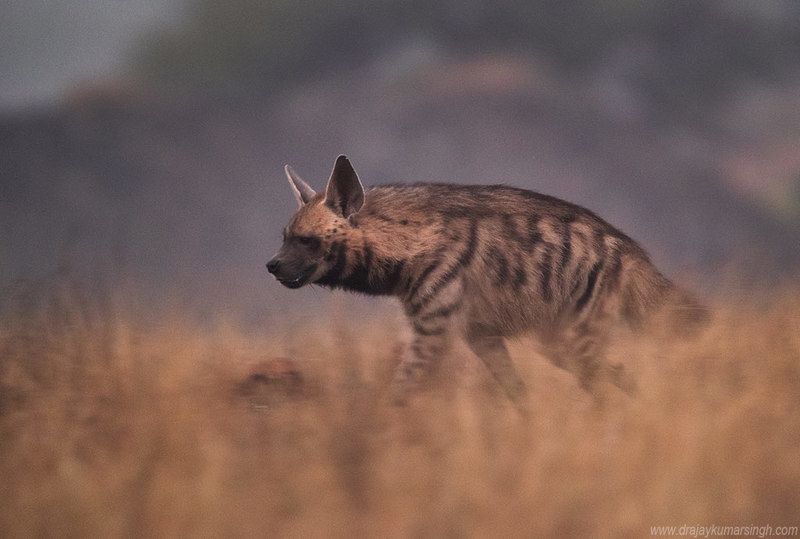 Hyena in early morning Hyenaphoto preview
