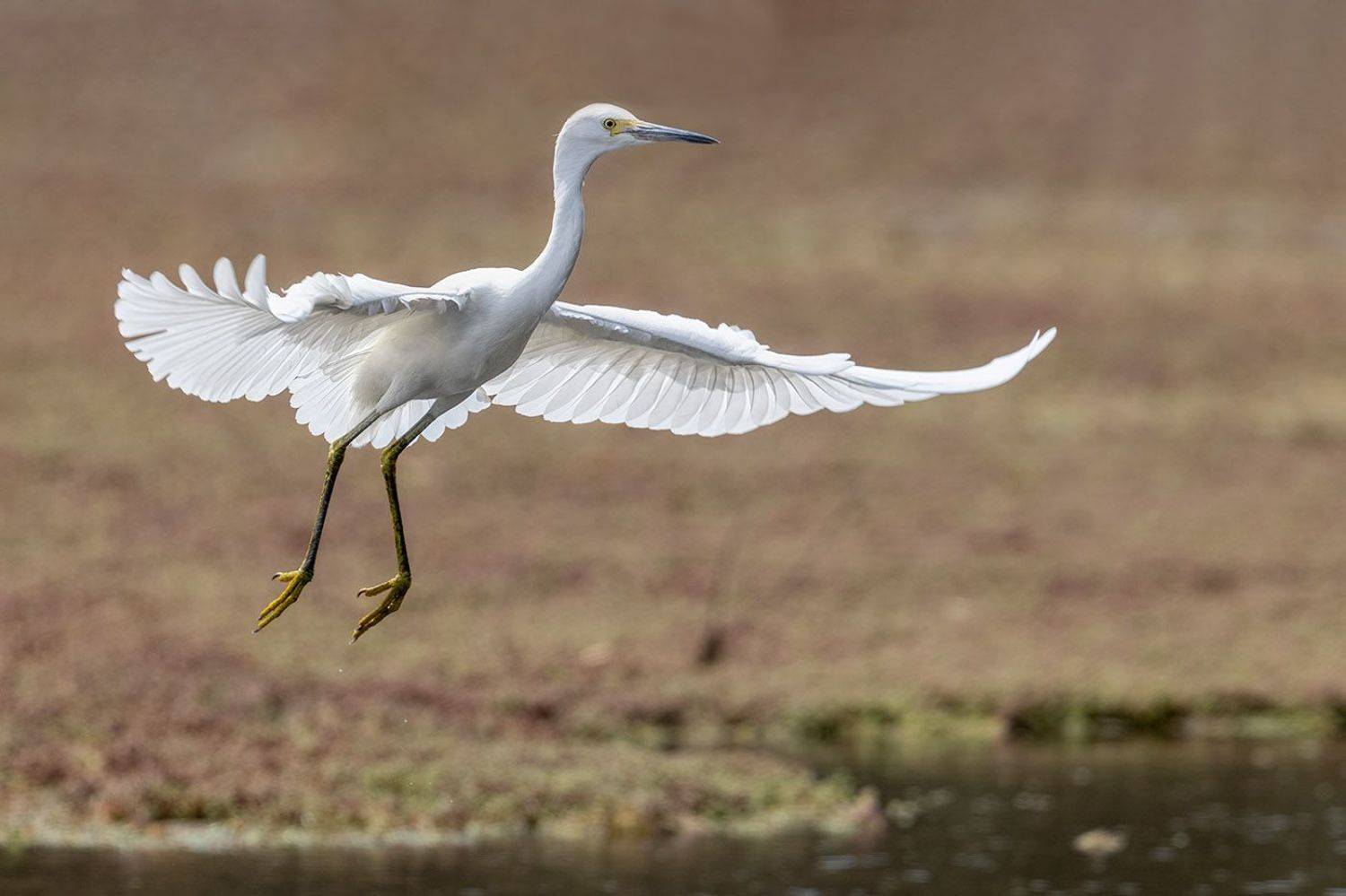 ***. Автор: Елена Давыдова птицы, уругвай, Елена Давыдова