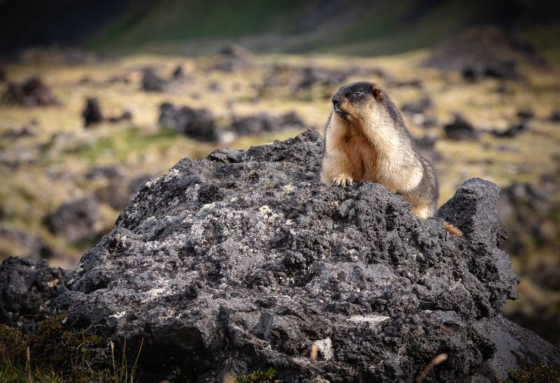 Камчатка Наблюдательphoto preview