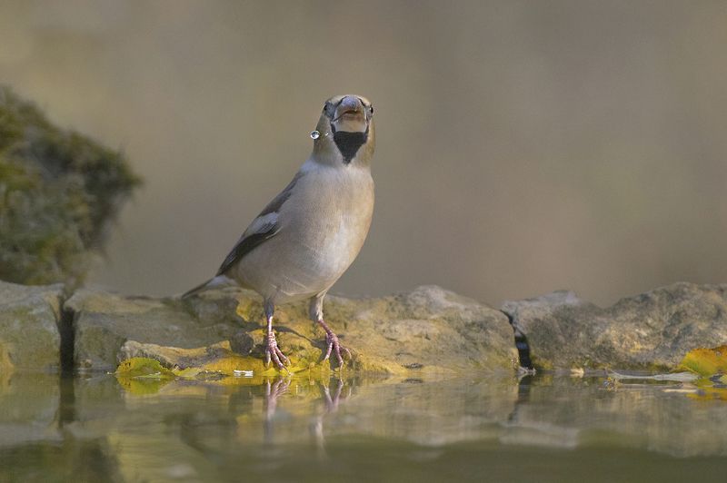 Дубоносphoto preview