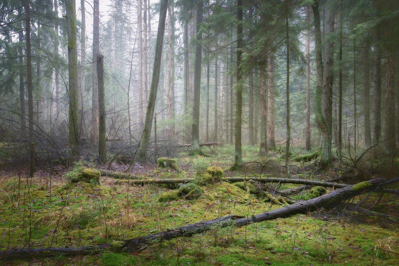 лес, осень, деревья, пейзаж, forest, woodland, trees, landscape, autumn В осеннем лесуphoto preview