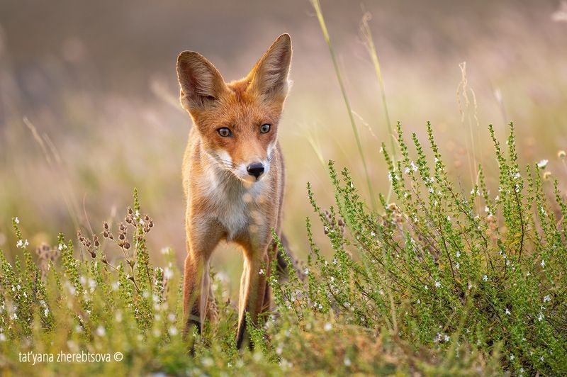 Лисёнокphoto preview