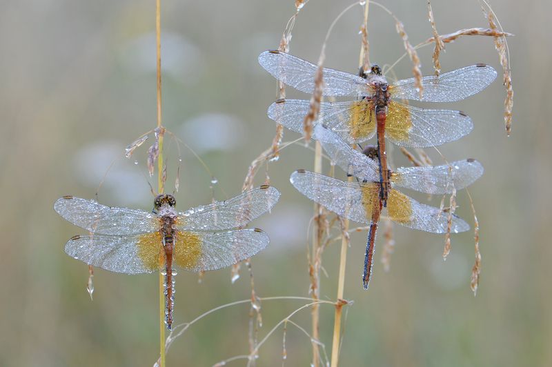 Утро росистое.photo preview