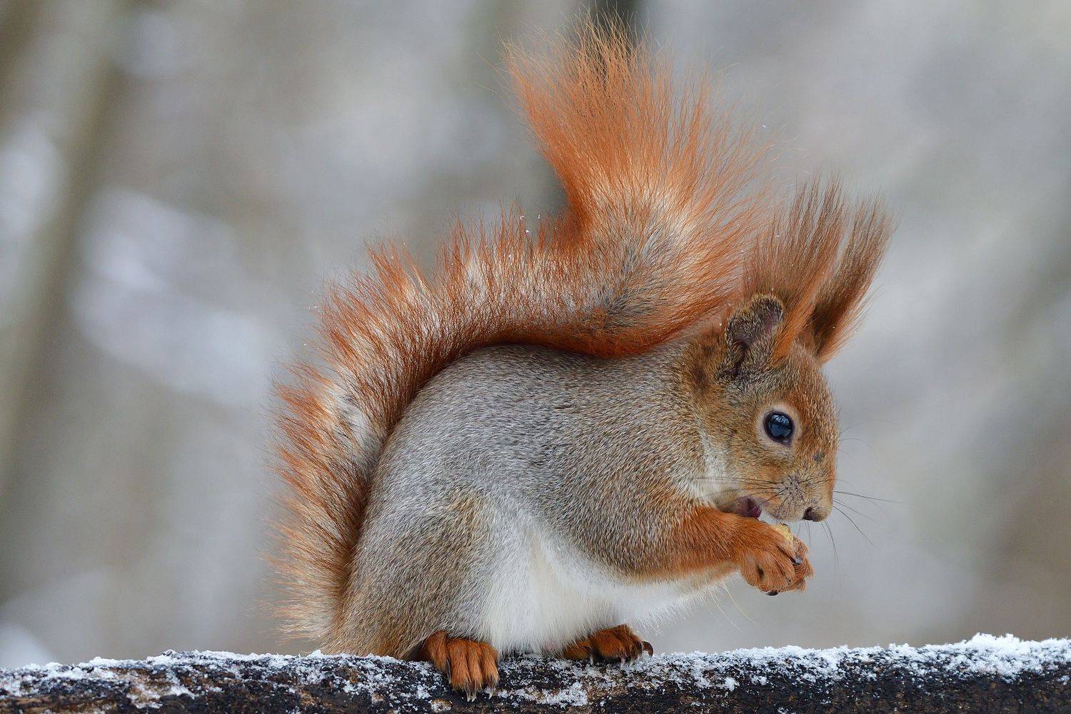 , Корнейчук Игорь