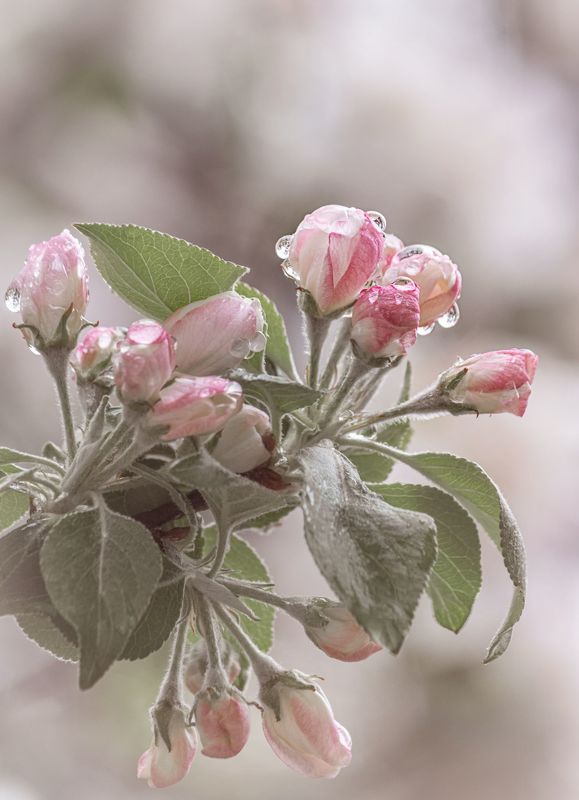blossom, buds, apple, pink, spring, Цветphoto preview