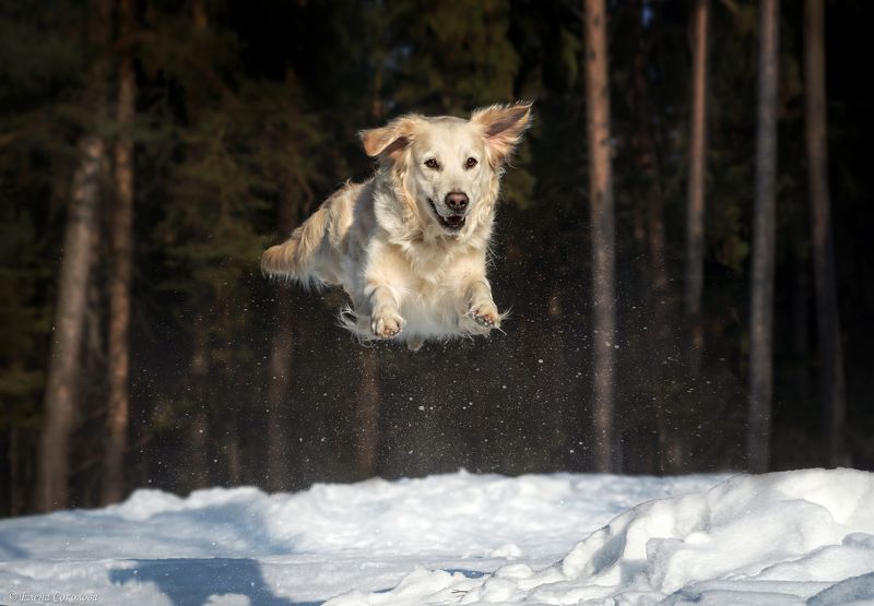 собака, голден ретривер, лес, зима, животные Умаphoto preview