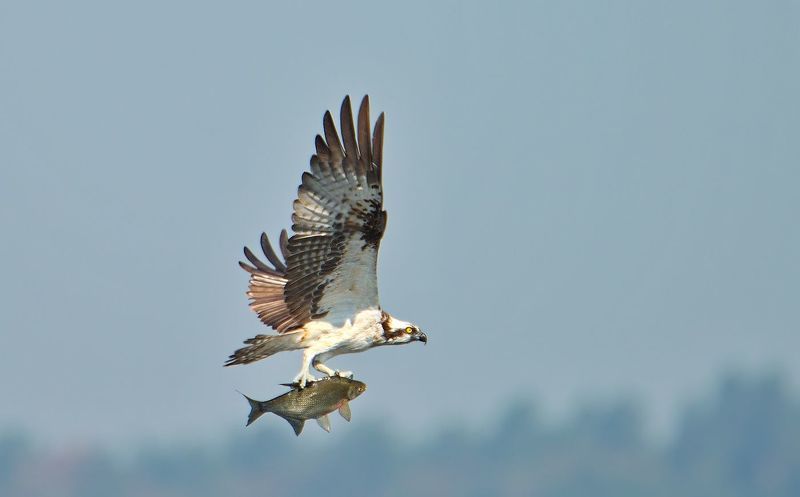 птицы, скопа, добыча, в полете, хищник Скопа с добычейphoto preview