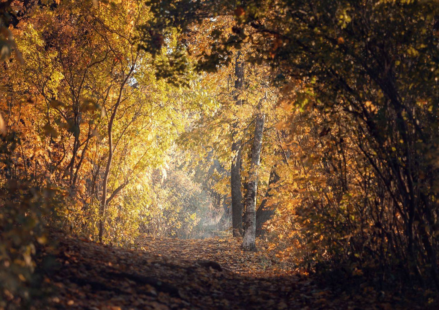 , Мозжухин Максим