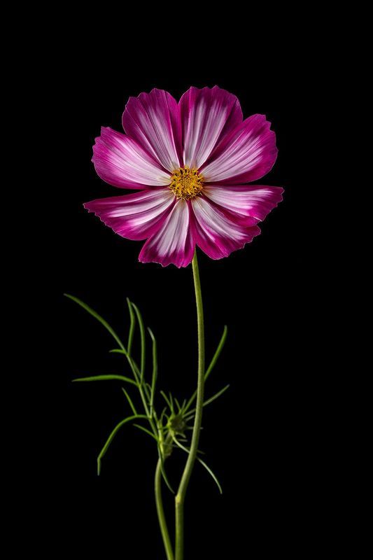 цветы, флора, лепестки, природа, космея Космеяphoto preview