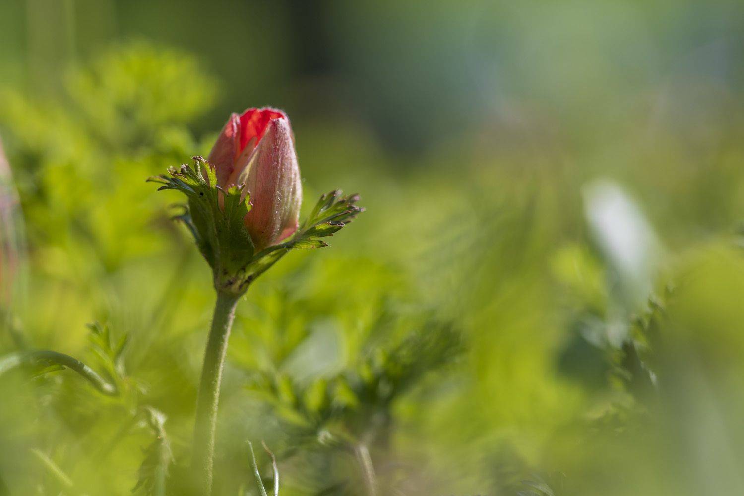 spring. Автор: Nikolay Tatarchuk , Nikolay Tatarchuk